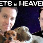 Pets In The Afterlife  - Do Pets Have Souls?