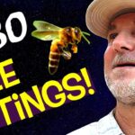 OVER 880 BEE STINGS & Had Life Review In The BUBBLE REALM | NEAR DEATH EXPERIENCE