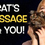The SECRET SOUL MISSION Of Cats Is Revealed & More